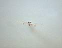 SpaceShipOneTakeoff7.jpg