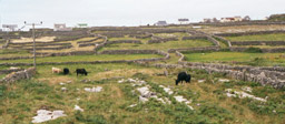 Aran farms