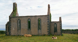 Cows at church